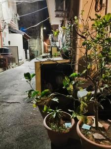 un grupo de plantas en macetas al lado de un edificio en Le Case del Cortile, en Catania