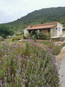 a house with a field of purple flowers at Holiday Home Cvitka in Vis