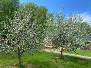 A garden outside Järvsöstugan