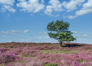 a tree in the middle of a field with purple flowers at Thirlestane Woodland Lodges in Lauder