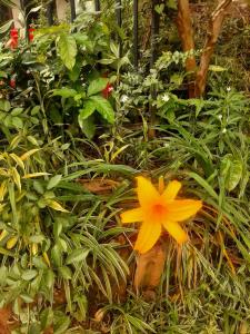 a yellow flower in the middle of some plants at Welcome Homestay in Ella