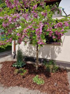 a tree with pink flowers in a garden at Apartament Cassino in Sopot