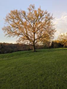 Phong cảnh thiên nhiên gần khu cắm trại