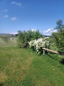una valla en un campo con flores blancas en Agriturismo Il Cipresso, en Vada