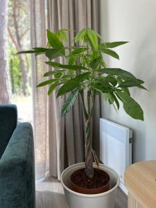 Afbeelding uit fotogalerij van Ferny Cabin in Haarle +19 foto's