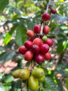 Gallery image of Charming Nature House/ Finca Tradicional Cafetera in Armenia
