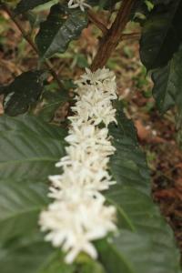 Gallery image of Charming Nature House/ Finca Tradicional Cafetera in Armenia