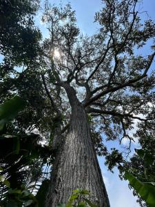 Gallery image of Charming Nature House/ Finca Tradicional Cafetera in Armenia