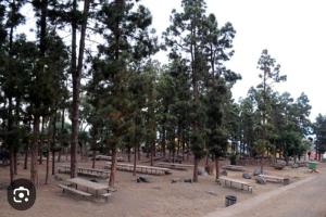 a bunch of benches in a park with trees at Casa Capi in La Orotava