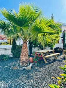 palma i stół piknikowy w ogrodzie w obiekcie Bungalow Los Laureles w mieście El Paso