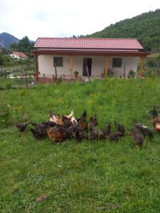 a flock of chickens in the grass in front of a house at Shpija E AMEL (Sweet Guest House) in Ferr-Shkopet