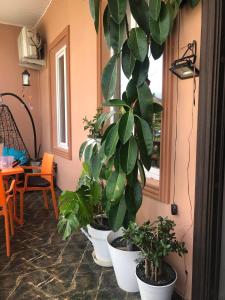 Giardino di dom v kobuleti