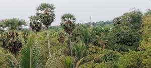 Fotografija u galeriji objekta Travellers Crib u gradu Auroville