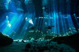 een onderwateraquarium met vissen in het water bij Treehouse Tulum H2Ojos in Tulum +45 foto's