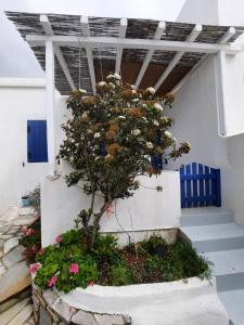 Zahrada ubytování Dina's Volax House-Tinos island