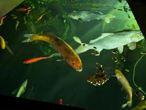 Φωτογραφία από το άλμπουμ του l'aquarium σε Brignoles
