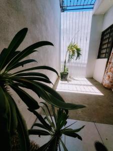 Zimmer mit zwei Topfpflanzen und einem großen Fenster in der Unterkunft Departamento Pacífico in Mazatlán