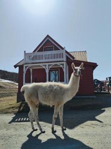 Ein Lama steht vor einem Haus in der Unterkunft Sommerstue Hessdalen in Ålen