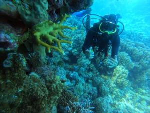 Un buceador en el océano mirando el arrecife en hurgada, en Hurghada