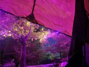 a person holding an umbrella in front of a tree with purple lights at Apricot Garden Tents Leh in Leh