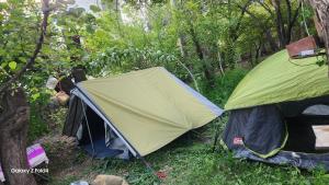 a green tent sitting in the middle of a forest at Apricot Garden Tents Leh in Leh