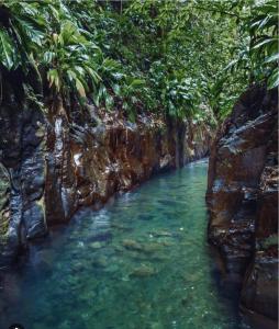 una piscina de agua en un río con árboles en gîte de forêt de Guadeloupe, en Petit-Bourg
