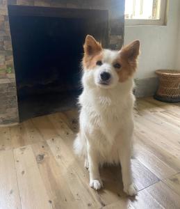 Domácí mazlíčci ubytovaní s hosty v ubytování Maple Homestay + 8 fotografií