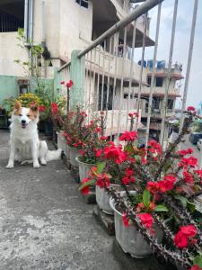 a dog sitting next to some flowers in pots at Maple Homestay in Kohīma