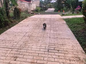 圣拉蒙Hotel Tierra de Volcanes的相册照片