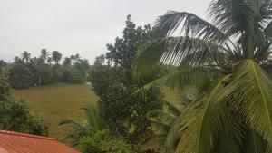 a view of a field and a palm tree at Green Heaven Kumarakom in Kumarakom