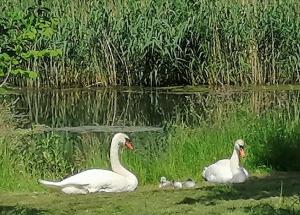 three swans and their babies on a pond at Gästewohnung Schwanenteich in Ueckermünde