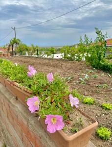 einen Pflanzer mit rosa Blumen im Garten in der Unterkunft Denize 2 km Manzaralı ve Ferah 2+0 Daire (Konum Eşelek Köyü) in Gokceada Town