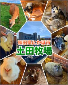 情趣酒店内部或周边的动物