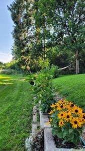a garden with yellow flowers in a yard at Bienenhaus in Dornhan +12 photos