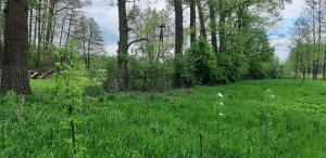 un campo de hierba alta y verde con árboles en Eko Panorama Okolice Nałęczów, en Tomaszowice