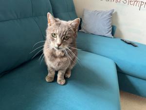 Domácí mazlíčci ubytovaní s hosty v ubytování Cat’s House- Dům u třech koček