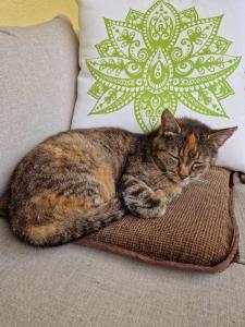 Domácí mazlíčci ubytovaní s hosty v ubytování Cat’s House- Dům u třech koček