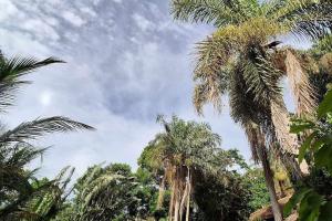 a group of palm trees in front of a cloudy sky at Maison éco-lodge avec vue imprenable sur le lagon in Nosy Komba
