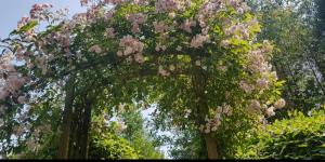 a group of trees with pink flowers on them at Tara vegetarian retreat guesthouse in Carmarthen