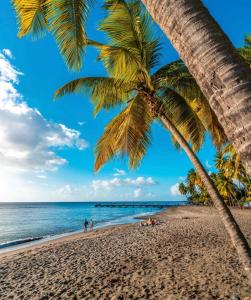 una palmera en una playa con el océano en Bas de villa Vacances Océan en Le Carbet