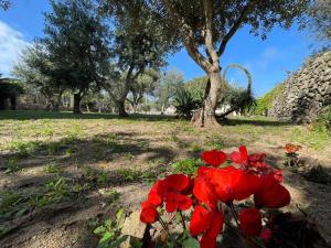 a group of red flowers in a park with trees at Calafato Guest House in Favignana