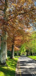 貝葉的住宿－Chemin vert，一条树 ⁇ 的道路,上面有秋叶