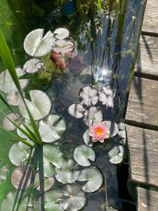 Zahrada ubytování Farben Haus + 6 fotografií