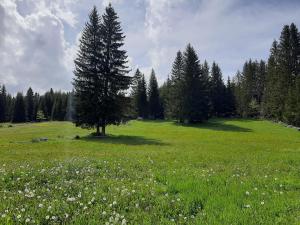 a tree in a field of green grass with flowers at Wooden cottage Podgora in Žabljak
