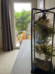 einem Pflanzenstand mit Pflanzen in einem Zimmer mit Fenster in der Unterkunft B&B Cafe' Fausu in Veglie