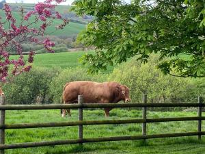 uma vaca castanha parada num campo atrás de uma cerca em The Cottage em Exeter
