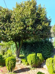 uma árvore num jardim com alguns arbustos em Quinta da Maínha - Charming Houses em Braga