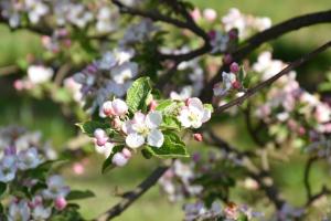 Foto dalla galleria di Ferienhaus am Hof Zotter a Riegersburg