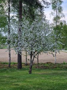 um grupo de árvores num campo de relva em Lomatalo Honkamäki 