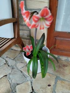 une fleur dans un pot à côté d'une porte dans l'établissement Hospedaje Vega, à Santillana del Mar